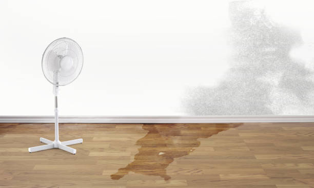 Best Water damage restoration specialists  in Bellerose Terrace, NY